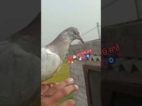 #pigeons#kabutar#viralshort#short#kabutarstatus#pigeonloves#trending#youtube#kabuter#kabutarlover