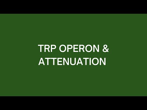 Trp Operon & Attenuation