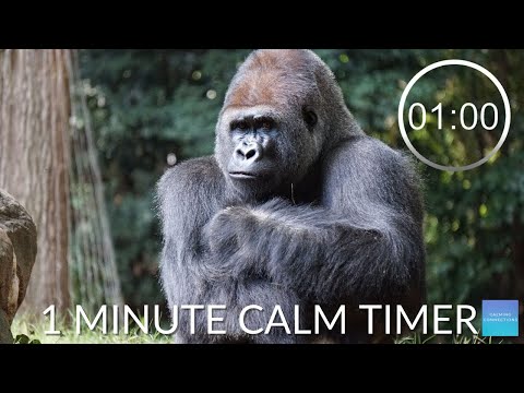 1 Minute Timer With Calm Music - ⏲ Gorillas 🦍 - Pack up time music, one minute timer calm music