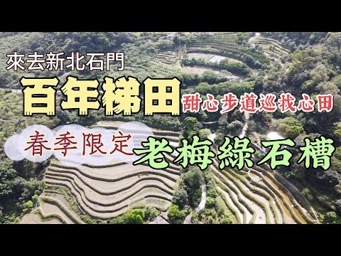 【新北石門】春遊北海岸 - 石門嵩山百年梯田  ｜ 老梅綠石槽👍季節（春季）限定 錯過要再等一年！