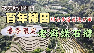 【新北石門】春遊北海岸 - 石門嵩山百年梯田  ｜ 老梅綠石槽👍季節（春季）限定 錯過要再等一年！