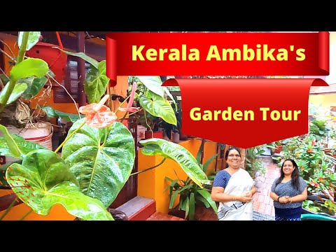 Garden House Kerala with beautiful plants |Garden ideas |Garden setting ideas