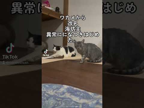 猫　改名　いきなりなつきはじめた。　#猫 　#保護猫 　#猫のいる暮らし