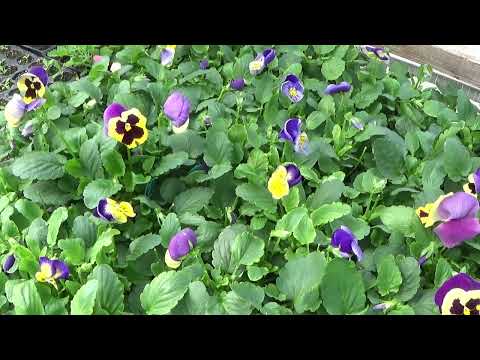 Pansy Seedlings Update, What Pests Attack Pansy Plants, Tips For Watering Pansy Plants