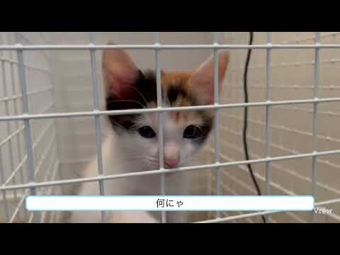 【子猫】第七話ミーちゃんゲージ遊び　　　　　#成長日記