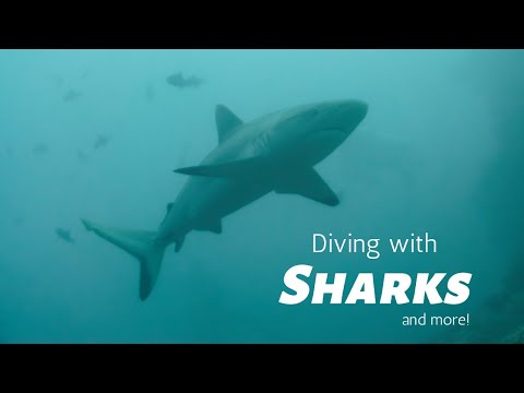 DIVE WITH SHARKS, TURTLES and MORE! Ari Atoll, Maldives [4K HDR]