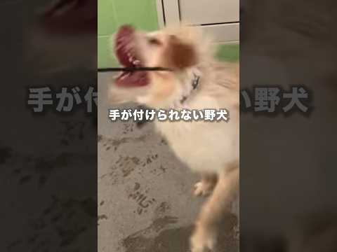 噛む捨て犬を噛まなくするには....