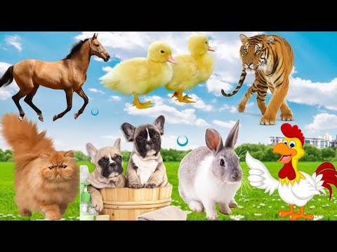 The friendliest animals: Dogs, Cats, Cows, Rabbits, Chickens, Birds...