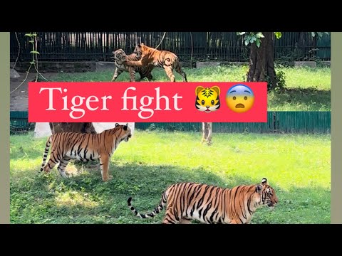 Tiger fight 🐯😨 wild life | wild_life #kruger #delhiattraction #elephant #greaterkruger #liontiger