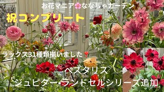 ㊗ラナンキュラスラックス・コンプリート【ジュピター＆ベスタリスで全部揃ったよ】