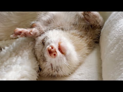 フェレットと過ごす休日の昼下がり【ferret#1752】