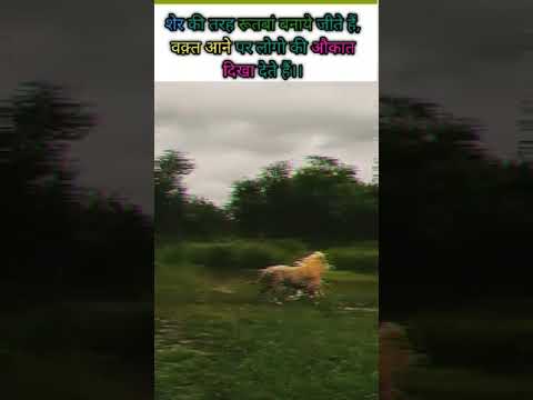 Lion Attitude WhatsApp Status | Lion Attitude Motivational Video Status | #Motivation #Shorts #Short