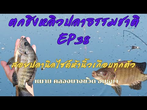 สอยปลานิลไซด์ห้านิ้วเกือบทุกตัว หลิว-ริม-หลิ่ง ตกชิงหลิวปลาธรรมชาติ EP.38 หมายคลองบางขวดอยุธยา