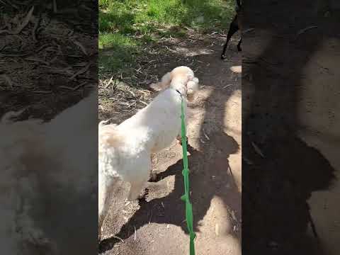 Coco and Freya  - Hiking