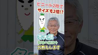 家庭菜園や農園の大根栽培でビニール2枚で収穫サイズも２倍！？【農家直伝】#shorts