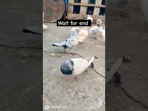 Pakistani kabutar #pigeon #shortvideo #shorts #viralvideo