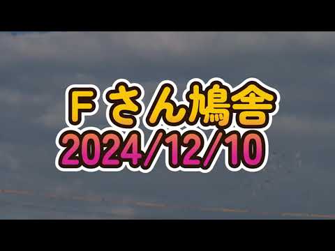 Ｆさん鳩舎　2024年12月10日  SONY α6600で3回目の撮影 　レンズSony E 55-210mm F4.5-6.3 OSS　RODE VideoMicro超小型コンデンサーマイク