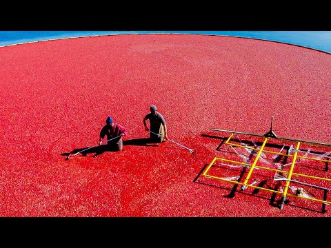 How Ocean Spray Harvests Millions Of Cranberries Every Thanksgiving | Delish