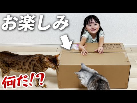 壁が大画面に！？はじめてのプロジェクターに興味津々な猫たちと、つい猫になっちゃう5歳娘