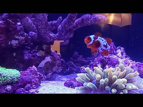 Red Sea Reefer 350 Update