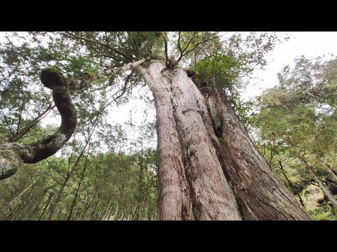 棲蘭森林遊樂區 ~ 2. 亞洲最大檜木神木群-棲蘭神木園