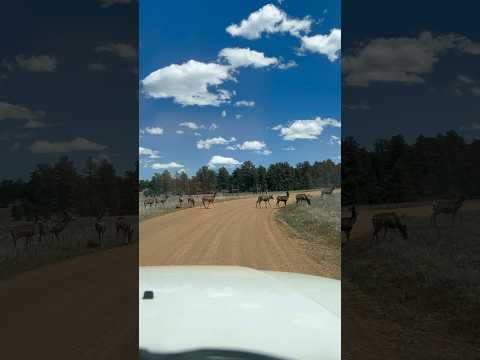 Today on the Homestead: Deer Take Over Mountain Road | Nature’s Traffic  #shorts