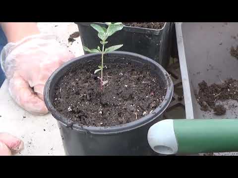 Transplanting Silver Dollar Eucalyptus Seedlings, How To Transplant Eucalyptus Seedlings