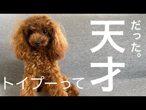 【子犬のしつけ】ご褒美なしで１回５セットの「お手」の特訓をした結果・・・すごかった♡【トイプードル】