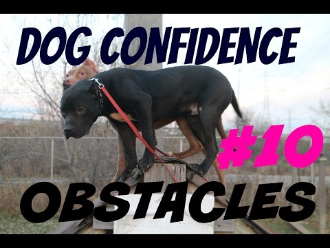 buliding dog confidence part 1 pitbull pit bull puppy muscle bully body building