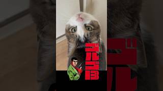 推し猫グランプリにノミネート #おもしろ猫 #推し猫グランプリ #絶望ライン工