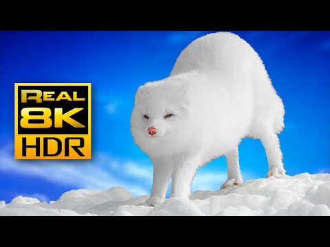 How a Tiny Arctic Fox Survives Winter? | Amazing Wildlife in 4K HDR 60FPS - 8K HDR