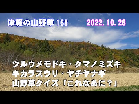 津軽の山野草168(ﾂﾙｳﾒﾓﾄﾞｷ・ｸﾏﾉﾐｽﾞｷ・ｷｶﾗｽｳﾘ・ﾔﾁﾔﾅｷﾞ・山野草ｸｲｽﾞ)