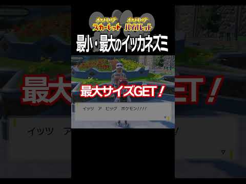 【大きさ比較】イッカネズミ編【ポケモンSV】#Shorts