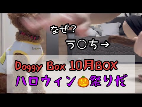 【ドギーボックス】10月ハロウィン祭り🎃トイプードル大喜び