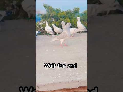 Beautiful pigeon 😍#kabutarbreedingtipsandtricks #shortvideo #shorts #viralvideo