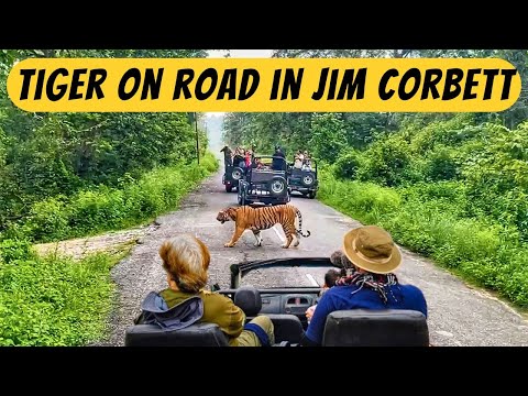 Jim Corbett Dhela Zone mein ho rahi hai Tagdi Tiger Sighting | Jim Corbett Jungle Safari