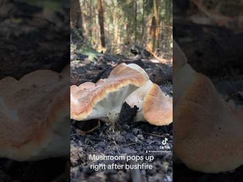 Mushrooms pop up right after bushfire