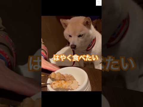 焼鳥食べたい‼️大人しく待ってる姿が可愛すぎる💕　#柴犬　#犬　#かわいい犬 #犬のいる暮らし #焼き鳥