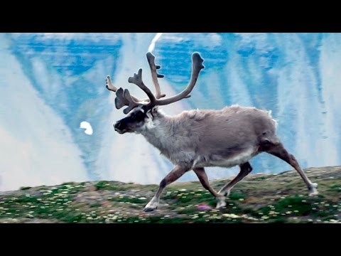 Wild caribous - Svalbard archipelago - July 2014