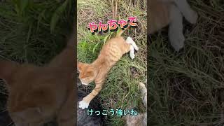 【トラ猫家族最後の子猫】母猫と叔母猫との取っ組み合いが可愛すぎる！子猫が学ぶ成長の秘訣とは？【オリジナル曲】#shorts #cat#猫動画