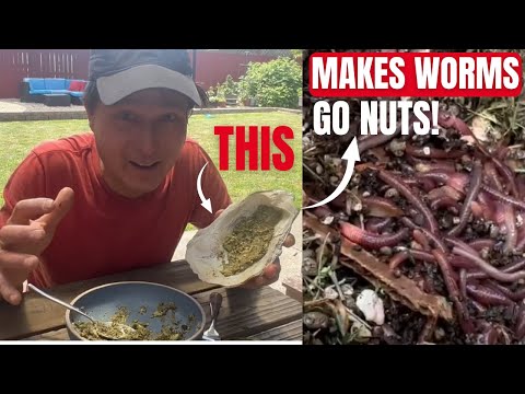 THIS Worm Food Makes the Best Castings for Your Living Soil Garden