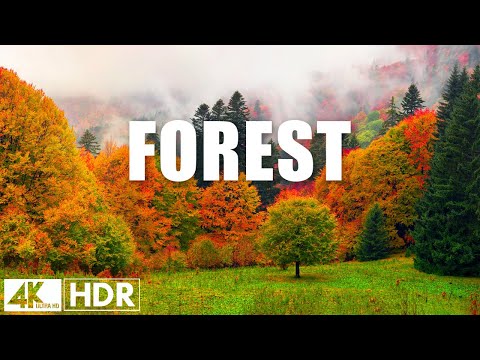 Enchanting Autumn Forests with Beautiful Piano Music🍁4K Autumn Ambience & Fall Foliage #6