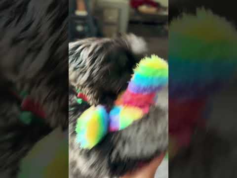 Gucci’s rainbow octopus#shihtzu