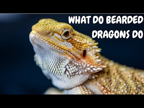 What Do Bearded Dragons Do