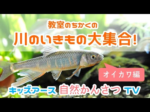 【川で自然学習】オイカワを探そう！