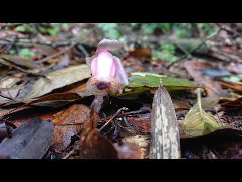 溪頭鳳凰山北嶺→歇腳亭→第一、二土地公→第三涼亭→粉紅美麗水晶蘭含苞待放→北嶺1.3K台寅山之下→廣闊茶園的朦朧美景→天文台→1090、857賞鳥步道下山.  2024(113)年6月5日