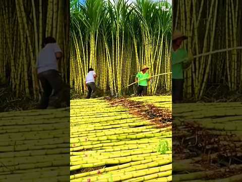 CANE SUGAR MANUFACTURING PROCESS #shorts