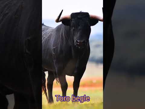 m'ap mande sak genyen avè yo toro begle