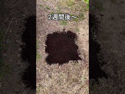 【ほぼ０円】ダンボール防草シートに虫はわく？防草効果は？検証してみた #家庭菜園 #ガーデニング #防草シート