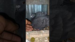 Pigeons are born 🥹😍 #trending #pigeon #birds #shorts #viralvideo #kabootar #pigeonlover